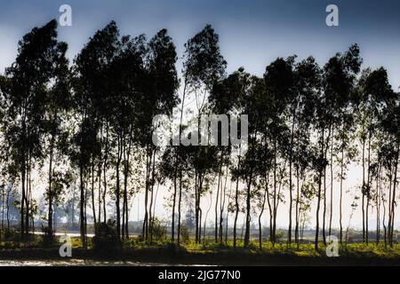 Fila di alberi di salice e di ontano ai margini di un campo verde accanto ad un fiume, nel tardo pomeriggio sole invernale in Vietnam Foto Stock