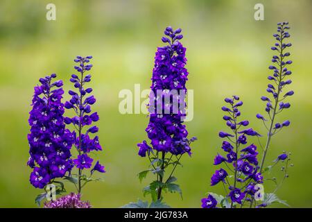 Candela larkspur (Delphinium elatum), Germania Foto Stock