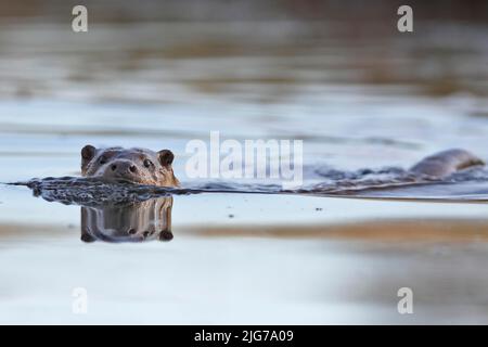 Otter (Lutra lutra) in acqua, ritratto frontale, Naturpark Flusslandschaft Peenetal, Meclemburgo-Pomerania occidentale, Germania Foto Stock