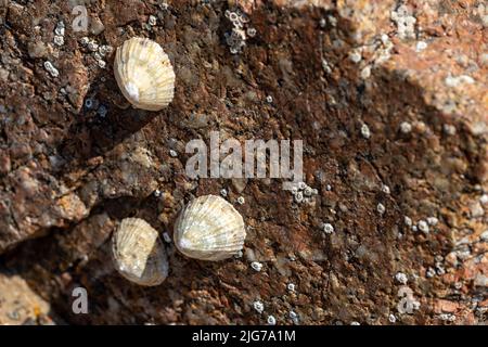 Limmet. Una lumache acquatriche di mare attaccate ad una roccia sulla costa del Regno Unito a bassa marea. Foto Stock