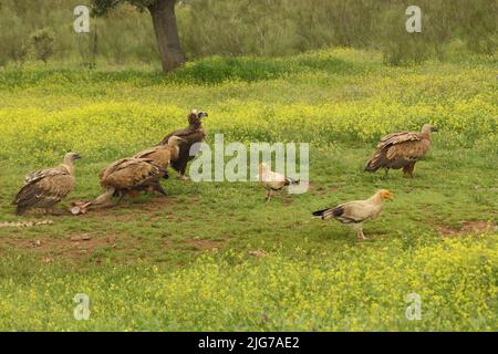 Quattro avvoltoio griffone (Gyps fulvus), due avvoltoio egiziano (Neophron percnopterus) e avvoltoio cinereo (Aegypius monachus) nei pressi di Torrejon El RRubio Foto Stock
