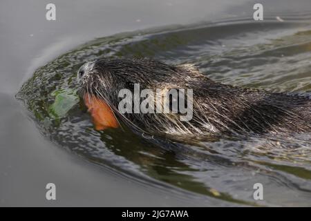 Nuoto nutria (Myocastor coypus) con cibo nel Moenchbruch, Main, Francoforte, Assia, Germania Foto Stock