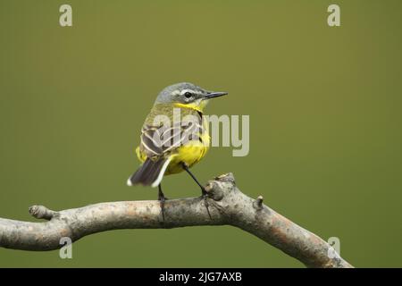 Vagone maschio a testa blu (Motacilla flava flava) a Warmsee, Illmitz, Seewinkel, Lago Neusiedl, Burgenland, Austria Foto Stock