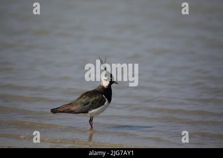 Lappatura (Vanellus vanellus) sulla riva nelle acque di Warmsee, Illmitz, Seewinkel, Neusiedler See, Burgenland, Austria Foto Stock