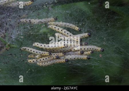 Web con i pilastri dell'ermine di frutteto (Yponomeuta padella) a Illmitz, Seewinkel, Neusiedler See, Burgenland, Austria Foto Stock