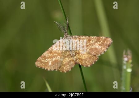 Salute comune maschile (Ematurga atomaria) a Moenchbruch, Main, Francoforte, Assia, Germania Foto Stock