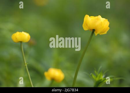 Globeflower europeo (Trollius europaeus) a Hochrhoenstrasse, Lange Rhoen, Riserva della biosfera, UNESCO, bassa catena montuosa, Baviera, Rhoen, Germania Foto Stock