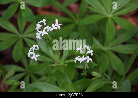 Fiori di legnoso (Galium odoratum) in Lange Rhoen, riserva della biosfera, UNESCO, bassa catena montuosa, Baviera, Rhoen, Germania Foto Stock