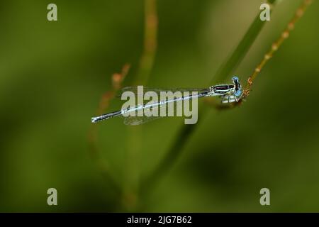 Damselfly maschio a zampe bianche (Platycnemis Pennipes) a Idstein, Taunus, Assia, Germania Foto Stock