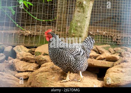 Barred Rock Chicken in piedi su rocce di fronte a un filo metallico recinto. Foto Stock