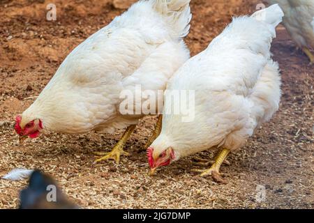 Due polli bianchi Amberlink che mangiano cibo in una fattoria. Foto Stock