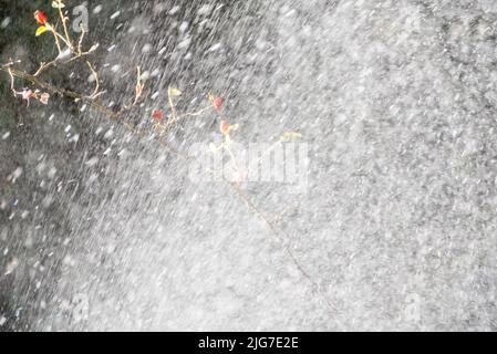 Gocce d'acqua da un sistema di irrigazione del giardino Foto Stock