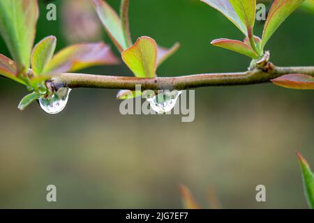 Le gocce di pioggia appese a un ramo con fogliame verde riflettono un altro ramo con sfondo sfocato. Foto Stock