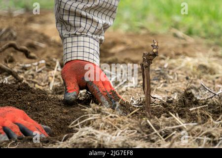Taglio di vite piantato nel terreno da mani maschili in guanti rossi. Foto Stock
