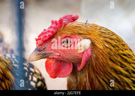 Vista laterale di un rhode Island Red Chicken Head close-up. Foto Stock