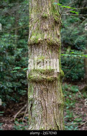 L'albero è cresciuto per avere un'espressione facciale naturale nella corteccia evidenziata con muschio. Foto Stock