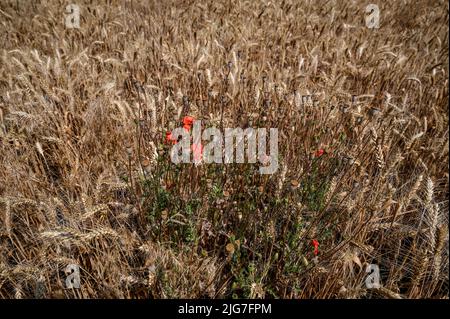 ZAPORIZHZHIA REGIONE, UCRAINA - 06 LUGLIO 2022 - i papaveri sono visti in un campo di grano. Tredici residenti rimasero a Malynivka e 34 a Poltavka. La maggior parte delle case sono state completamente o parzialmente distrutte a causa degli attacchi di artiglieria russa, nella regione di Zaporizhzhia, nel sud-est dell'Ucraina. Questa foto non può essere distribuita nella Federazione russa. Foto Stock