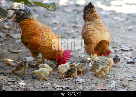 Galline e polli in un cortile rurale, gamma libera. Economia sostenibile. Agricoltura naturale. Foto Stock