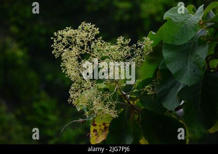 Un primo piano di un albero di teak su sfondo sfocato Foto Stock