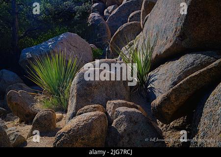 Parco nazionale di Joshua Tree Foto Stock
