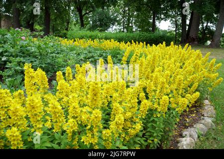 Piante fiorite del grande Loosestrife giallo (nome latino: Lysimacia punctata) primo piano in estate, coltivando in un aiuola nel parco paesaggio de Foto Stock