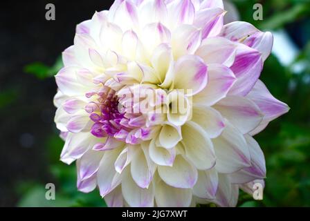 Un tubero di dahlia giallo pallido e rosa Foto Stock