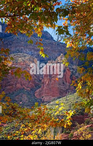 Red Rocks in Oak Creek Canyon, Sedona, Arizona, incorniciata da foglie gialle e una foglia sta cadendo nel mezzo della fotografia. Foto Stock