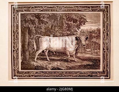 Newcastle University Hatton Art Gallery stampa in legno del Chilingham Bull di Thomas Bewick Foto Stock