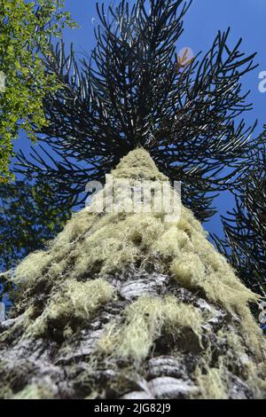 Una vista verticale a basso angolo dell'albero del puzzle Monkey contro il cielo blu Foto Stock