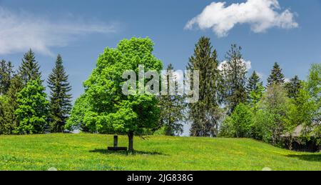 Fontana di montagna sotto un albero di acero nella foresta di Bregenz Foto Stock