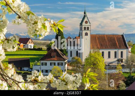 Fiore di alberi da frutto a Gattnau, distretto di Kressbronn con vista sulle Alpi svizzere, alta Svevia, Baden-Württemberg, Germania Foto Stock