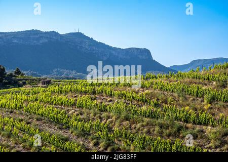 Vigneti della regione vinicola Priorat a Tarragona in Catalogna, Spagna Foto Stock