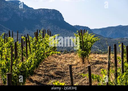 Vigneti della regione vinicola Priorat a Tarragona in Catalogna, Spagna Foto Stock