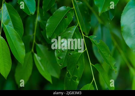 foglie di albero verde con buchi in estate Foto Stock