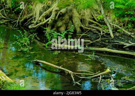 Piccolo fiume nella foresta, scarsità d'acqua a causa di ondate di calore causate dal cambiamento climatico, profondità di campo poco profonda, bokeh morbido Foto Stock