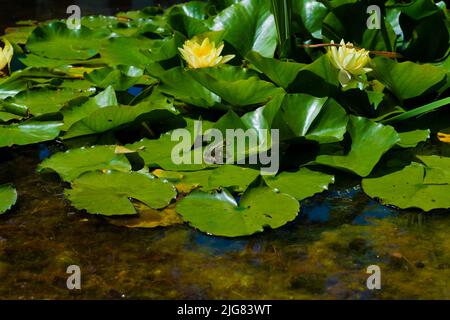 Fiori di giglio d'acqua con foglie verdi in un laghetto, una rana verde seduta al sole su una foglia Foto Stock