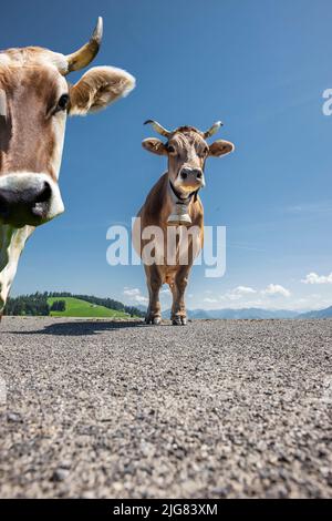 Vacche da latte nelle Alpi austriache Foto Stock