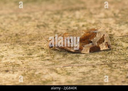 Dettaglio closeup sulla variegata tortrix d'oro, Archips xylosteana seduta su legno Foto Stock