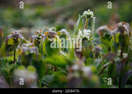 Prato, ortica dorata, sfocatura, dettaglio Foto Stock