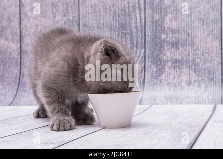 Molto giovane gattino marrone Scottish Fold si erge su una superficie di legno e beve latte da una piccola ciotola bianca. Foto Stock