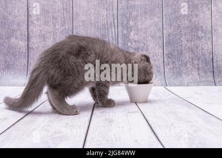 Molto giovane gattino marrone Scottish Fold si erge su una superficie di legno e beve latte da una piccola ciotola bianca. Foto Stock