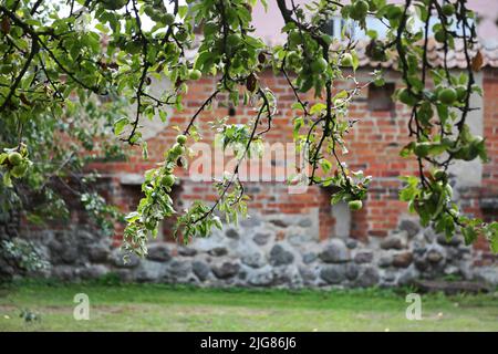 Nella National gene Bank di Alnarp in Skåne, si conservano varietà di alberi da frutto, cespugli di bacche, piante perenni, bulbi, ecc. Le varietà conservate in Alnarp hanno copie di backup negli archivi cloni locali. Per gli alberi da frutto, ci sono attualmente quattordici archivi cloni locali dove SFV (Statens Fastighetsverk) è responsabile di uno degli archivi: A Munkträdgården in Vadstena dove ci sono tredici varietà di mele e quattro varietà di pere. Foto Stock