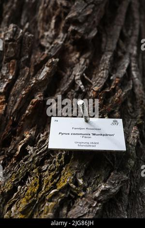 Nella National gene Bank di Alnarp in Skåne, si conservano varietà di alberi da frutto, cespugli di bacche, piante perenni, bulbi, ecc. Le varietà conservate in Alnarp hanno copie di backup negli archivi cloni locali. Per gli alberi da frutto, ci sono attualmente quattordici archivi cloni locali dove SFV (Statens Fastighetsverk) è responsabile di uno degli archivi: A Munkträdgården in Vadstena dove ci sono tredici varietà di mele e quattro varietà di pere. Foto Stock