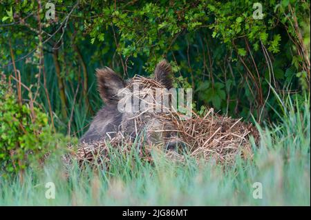 Cinghiale (scrofa) guarda fuori dal nidus, Sus scrofa, aprile, primavera, Assia, Germania, Europa Foto Stock