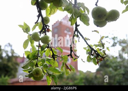 Nella National gene Bank di Alnarp in Skåne, si conservano varietà di alberi da frutto, cespugli di bacche, piante perenni, bulbi, ecc. Le varietà conservate in Alnarp hanno copie di backup negli archivi cloni locali. Per gli alberi da frutto, ci sono attualmente quattordici archivi cloni locali dove SFV (Statens Fastighetsverk) è responsabile di uno degli archivi: A Munkträdgården in Vadstena dove ci sono tredici varietà di mele e quattro varietà di pere. Foto Stock