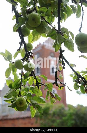 Nella National gene Bank di Alnarp in Skåne, si conservano varietà di alberi da frutto, cespugli di bacche, piante perenni, bulbi, ecc. Le varietà conservate in Alnarp hanno copie di backup negli archivi cloni locali. Per gli alberi da frutto, ci sono attualmente quattordici archivi cloni locali dove SFV (Statens Fastighetsverk) è responsabile di uno degli archivi: A Munkträdgården in Vadstena dove ci sono tredici varietà di mele e quattro varietà di pere. Foto Stock