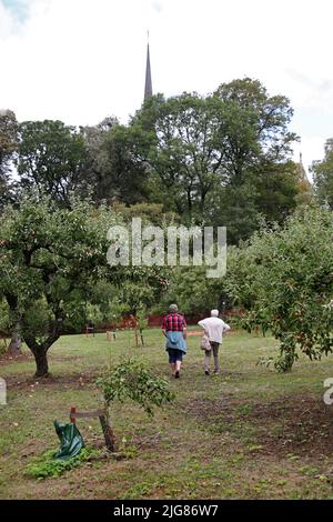 Nella National gene Bank di Alnarp in Skåne, si conservano varietà di alberi da frutto, cespugli di bacche, piante perenni, bulbi, ecc. Le varietà conservate in Alnarp hanno copie di backup negli archivi cloni locali. Per gli alberi da frutto, ci sono attualmente quattordici archivi cloni locali dove SFV (Statens Fastighetsverk) è responsabile di uno degli archivi: A Munkträdgården in Vadstena dove ci sono tredici varietà di mele e quattro varietà di pere. Foto Stock