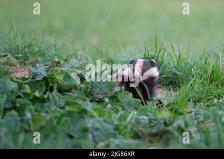 Badger (Meles meles) esce dal burrow, primavera, aprile, Assia, Germania, Europa Foto Stock