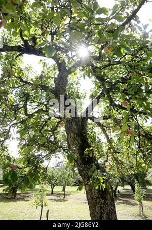 Nella National gene Bank di Alnarp in Skåne, si conservano varietà di alberi da frutto, cespugli di bacche, piante perenni, bulbi, ecc. Le varietà conservate in Alnarp hanno copie di backup negli archivi cloni locali. Per gli alberi da frutto, ci sono attualmente quattordici archivi cloni locali dove SFV (Statens Fastighetsverk) è responsabile di uno degli archivi: A Munkträdgården in Vadstena dove ci sono tredici varietà di mele e quattro varietà di pere. Foto Stock