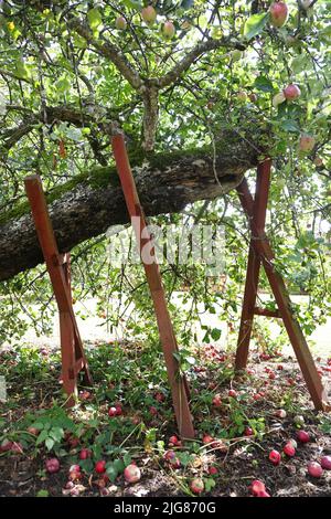 Nella National gene Bank di Alnarp in Skåne, si conservano varietà di alberi da frutto, cespugli di bacche, piante perenni, bulbi, ecc. Le varietà conservate in Alnarp hanno copie di backup negli archivi cloni locali. Per gli alberi da frutto, ci sono attualmente quattordici archivi cloni locali dove SFV (Statens Fastighetsverk) è responsabile di uno degli archivi: A Munkträdgården in Vadstena dove ci sono tredici varietà di mele e quattro varietà di pere. Foto Stock